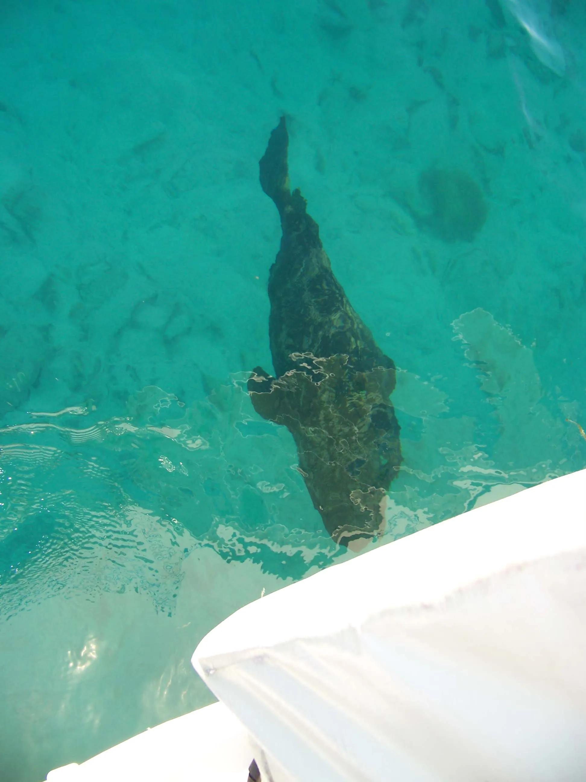 1118 dry tortugas snorkeling