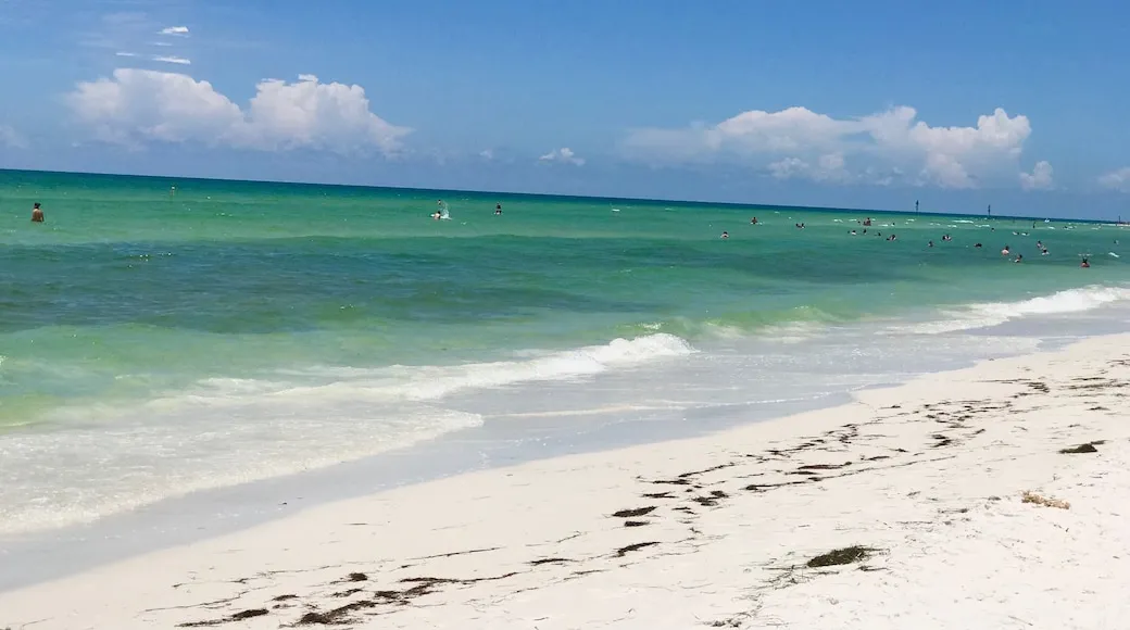 1326 honeymoon island picnic