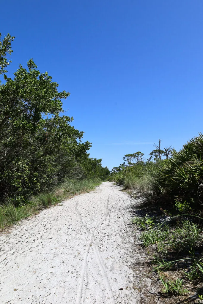 1326 honeymoon island wildlife