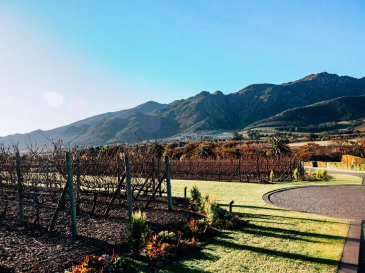1341 tuscany vineyard sunset
